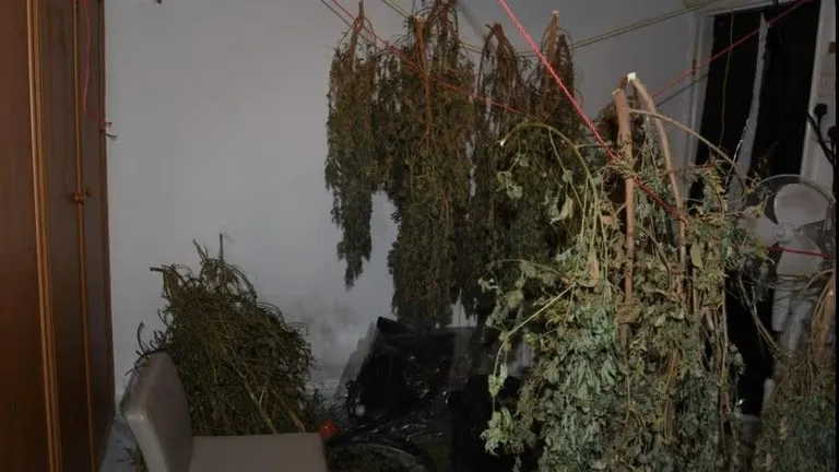 £2m of drugs and three cannabis farms found after 38-year-old man arrested in Middleton stop and search