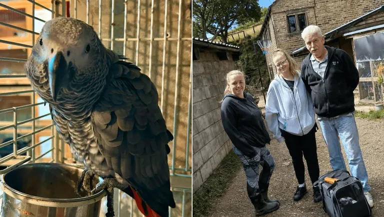 Barney the African Grey parrot stolen in Bradford reunited with owner after nine years by Diggle rescuers